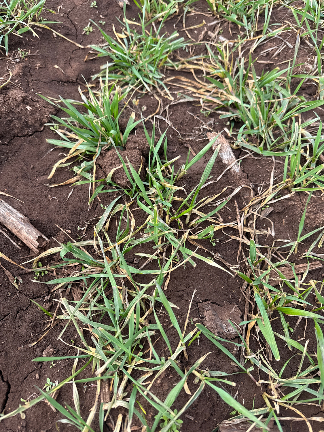 Зачем замерять уровень продуктивной влаги в почве на полях с озимой пшеницей?