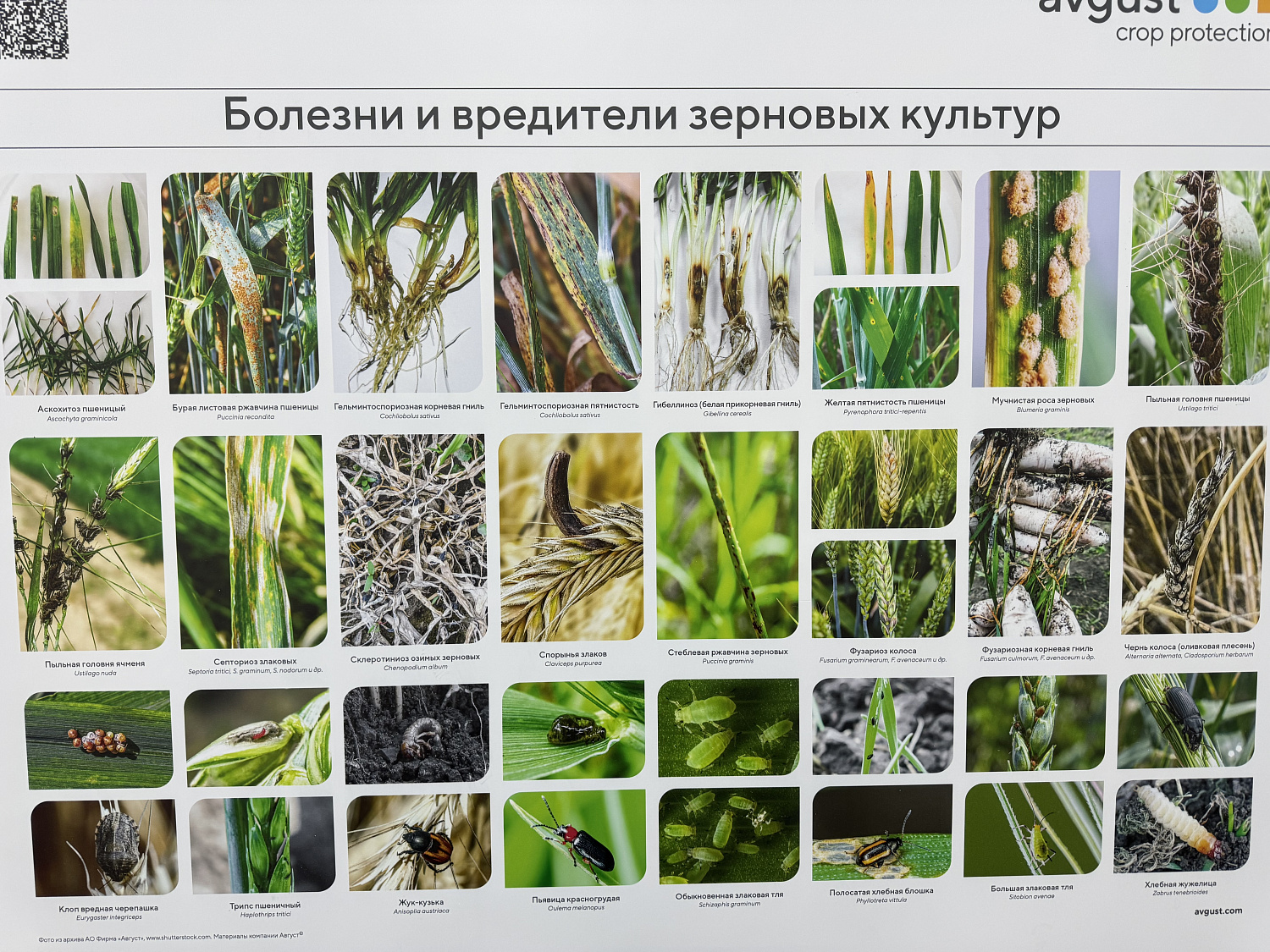 Зачем замерять уровень продуктивной влаги в почве на полях с озимой пшеницей?